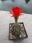 Preview: Echinopsis Hybr. dunkel rot